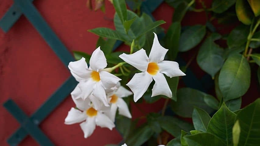 Mandevilla adds to the list of colorful climbing plants for your fence line