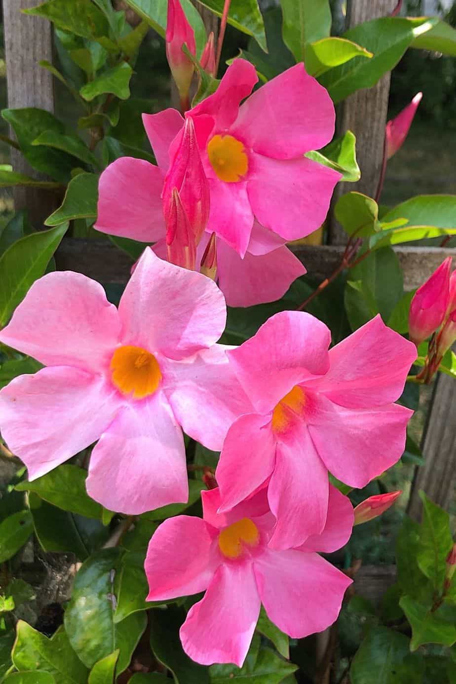 Mandevilla is a climbing plant that you can grow on a supporting beam on your west-facing balcony