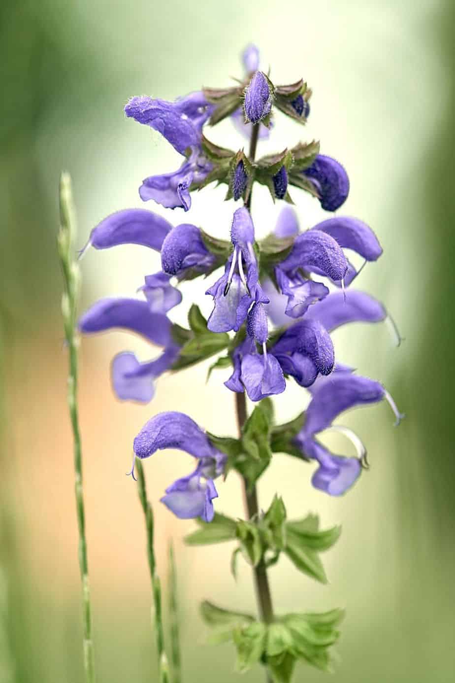 If you want to attract hummingbirds and bees to the west-facing side of the house, plant Meadow sage