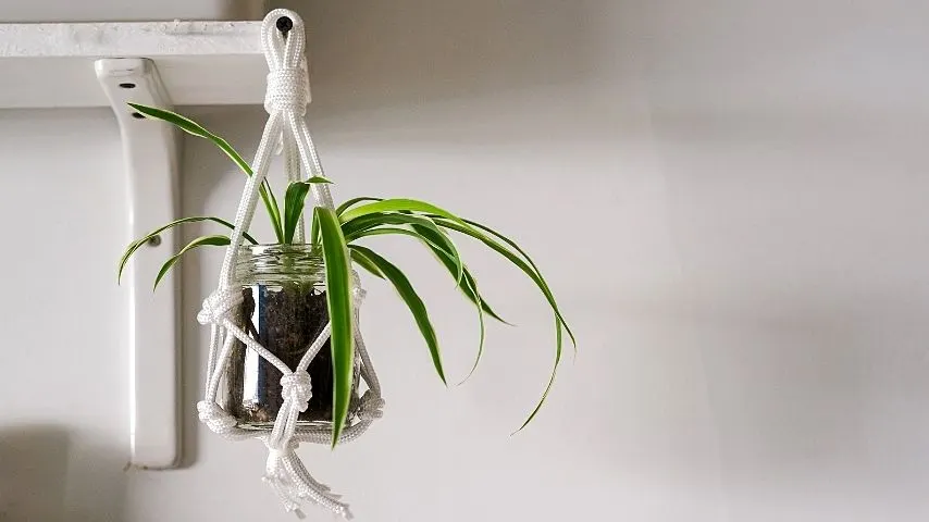 The Mini Spider Plant doesn't require high-maintenance care and can survive in various environments, making it a perfect fit for terrariums