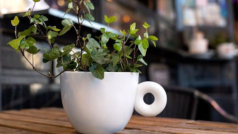 The Miniature English Ivy, like the Golden Pothos, can grow in terrariums as it loves the warm, humid, and low light environment they can provide