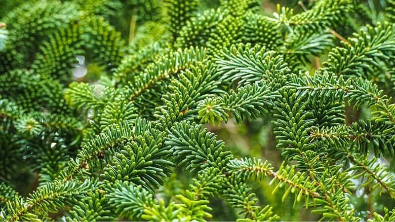 Miniature Fraser Fir, another low-maintenance plant, grows year-round in window boxes