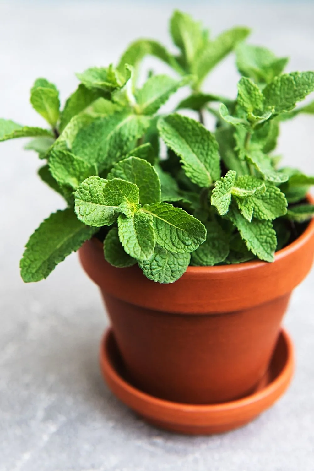 Mint is another perennial herb you can add to your east-facing balcony collection