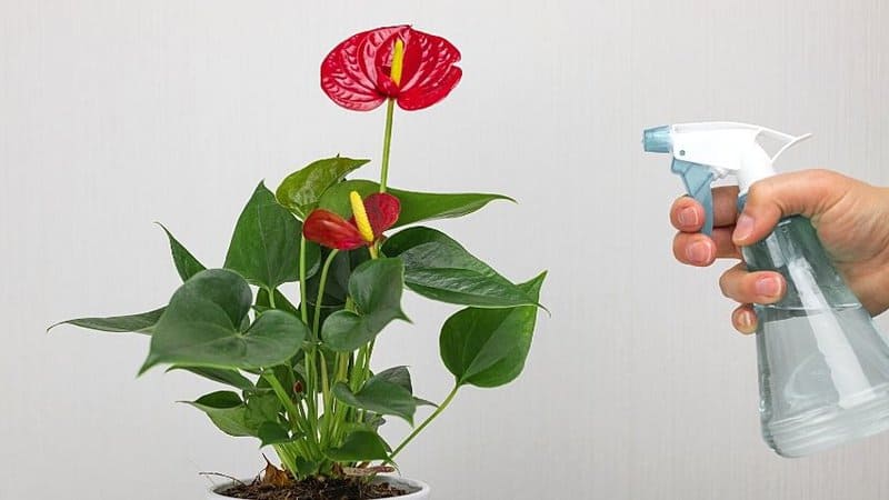 Misting your Anthurium's leaves at least once a day can help maintain optimum humidity indoors