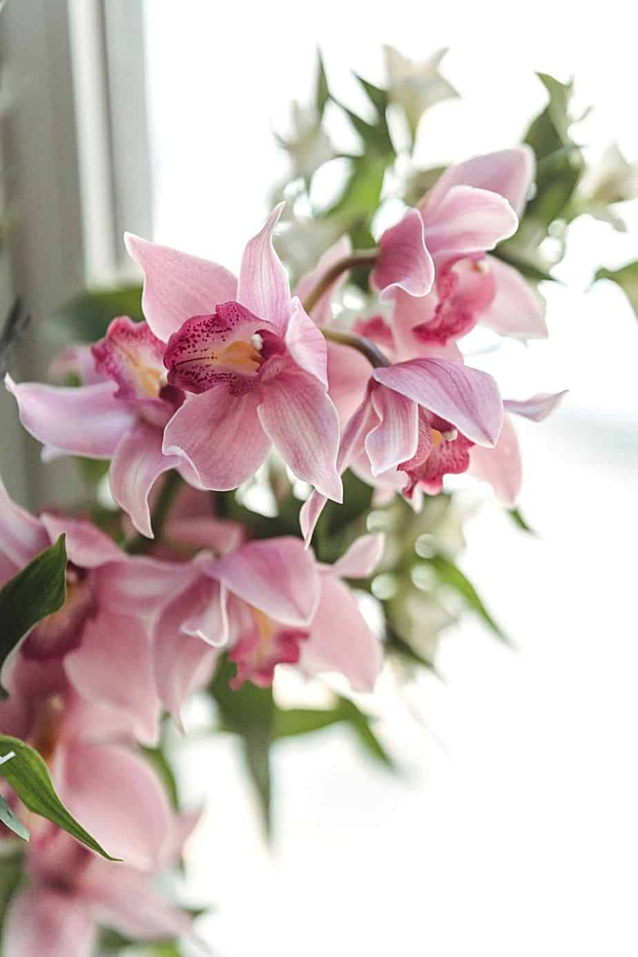 飞蛾兰，因其花朵的形状而得名，是另一种生长在朝东北的窗户边的迷人植物