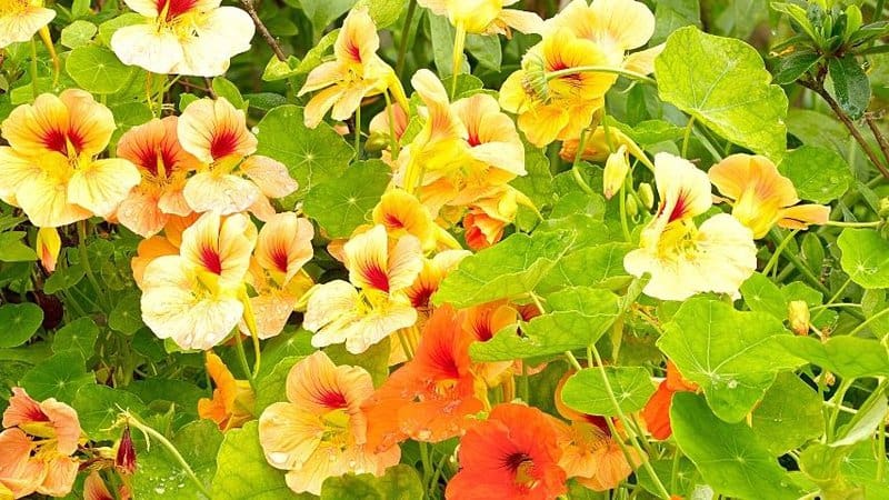 If you're looking for an easy-to-maintain flowering plant that attracts bees to it, Nasturtium is one of your best choices