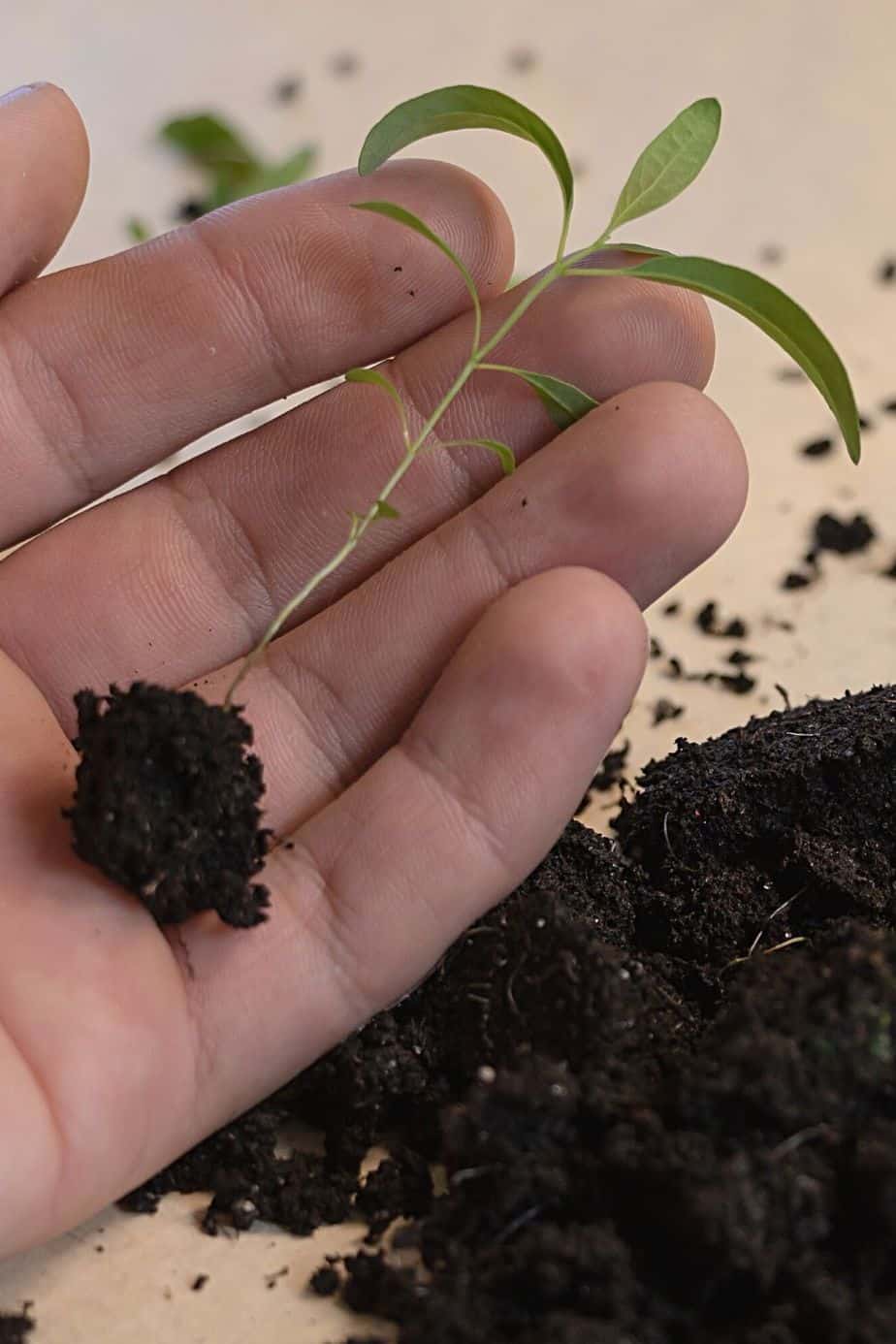 Once the eucalyptus seeds have germinated, you can transplant them in a bigger pot with fresh, peat-free soil
