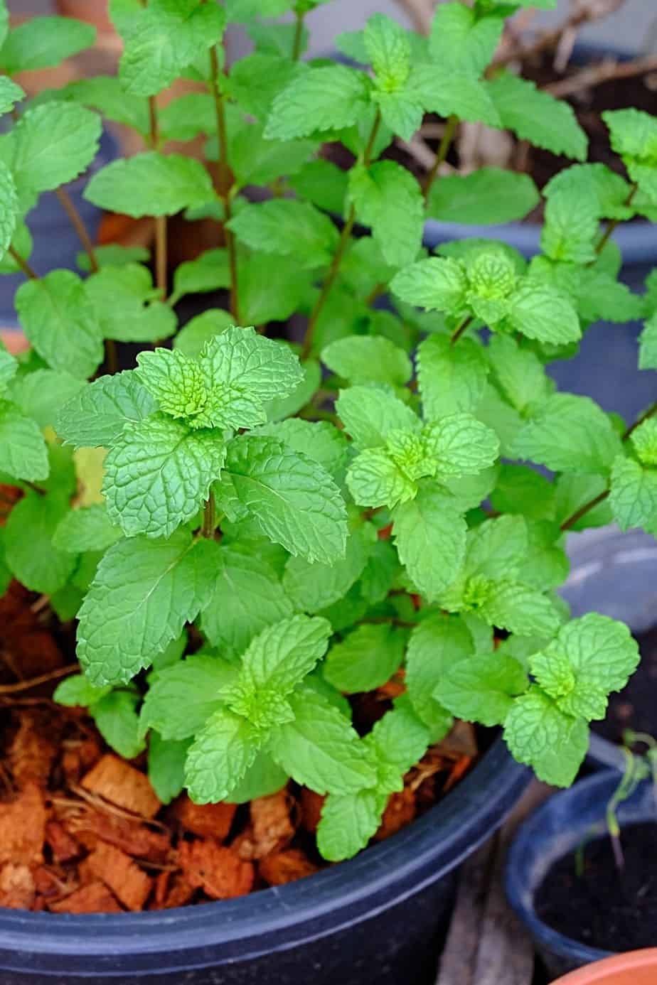 Once your mint contracts the mint rust, repot the healthy part of the Mint plant in fresh soil, increasing its airflow