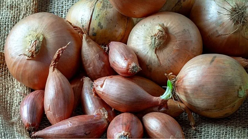 Onions and Shallots (allium cepa) are great plant additions to your vegetable garden