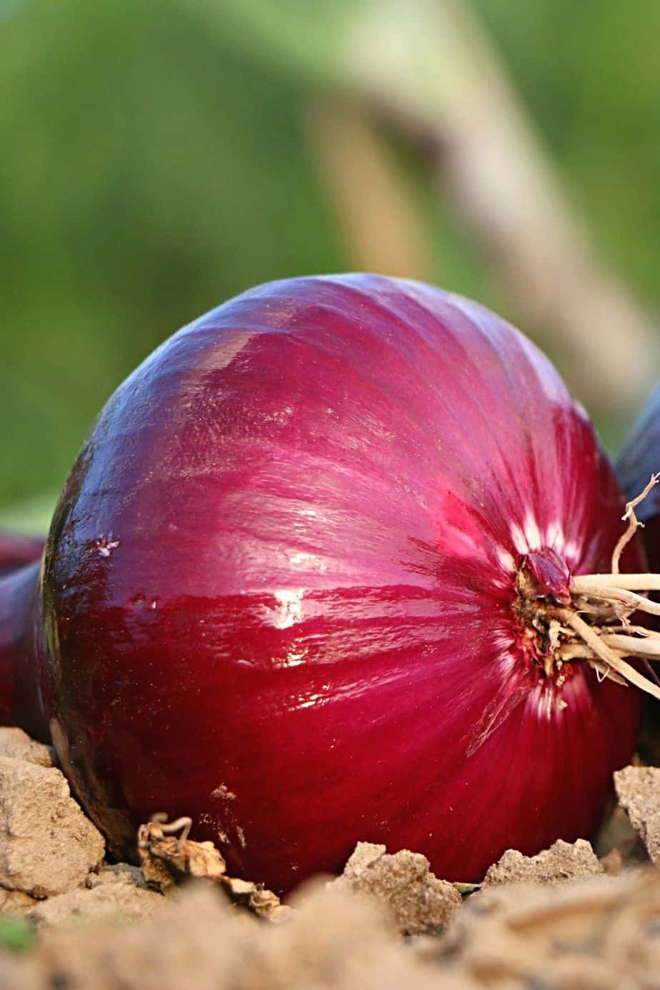 Onions, though they thrive in raised beds, need enough space both above and below the soil