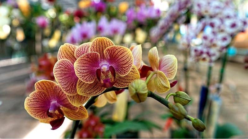 Orchids can grow both in an indoor and outdoor environment using the hydroponics system