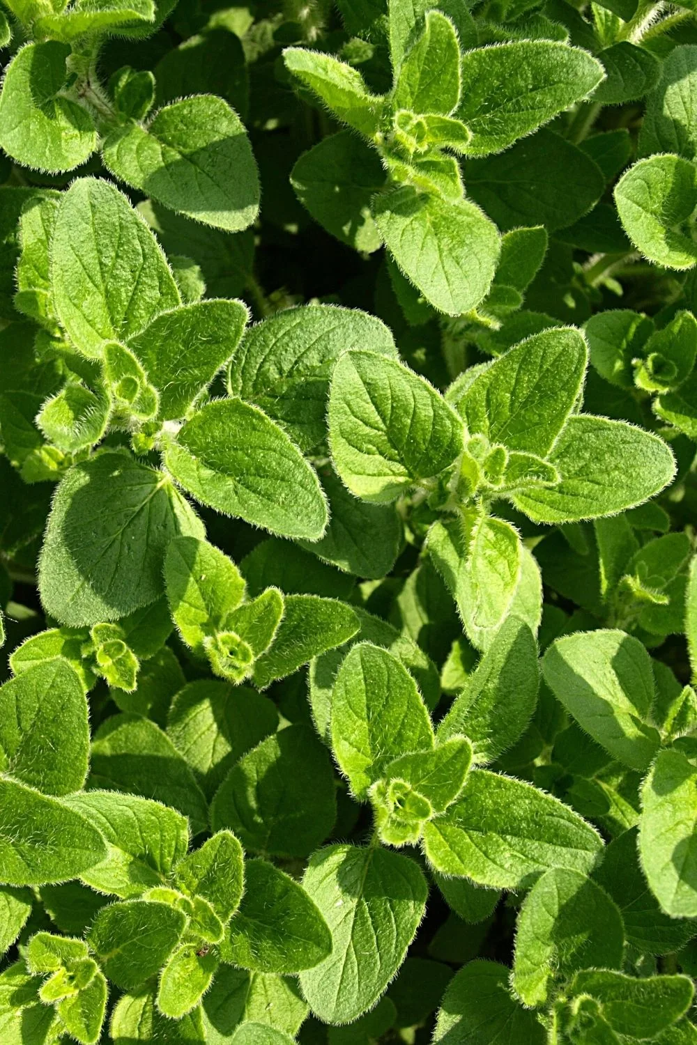 Oregano is another great-tasting herb that you can add to your beautiful south-facing balcony collection