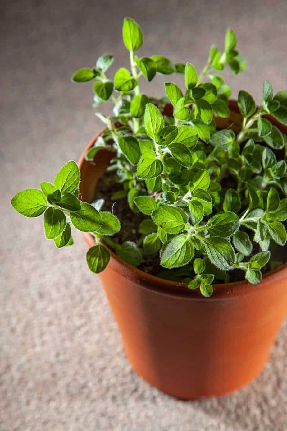 Oregano is a common herb added to food that you can easily grow on your east facing balcony