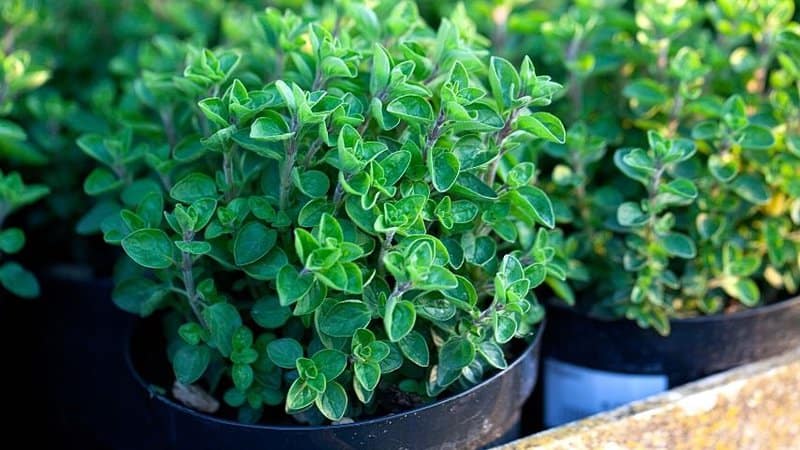Oregano is another great herb that can attract bees to your garden