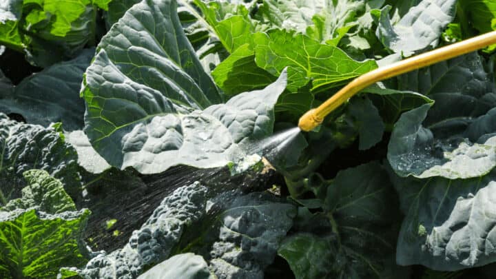 10 Best Organic Pesticides for Vegetables [2023]