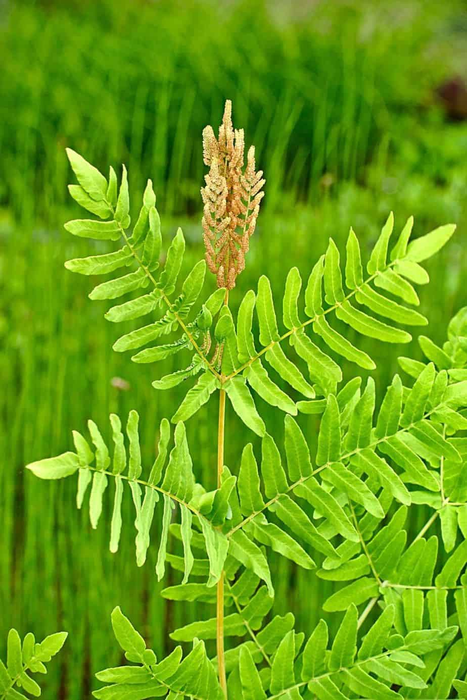 Osmunda Regalis is one of the moisture-loving plants that you can place on the north-facing side of your house