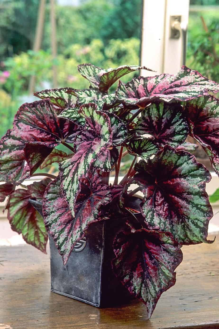 Painted Leaf Begonia, aka Rex Begonia, is easy to take care of as a potted plant placed by a northwest-facing window