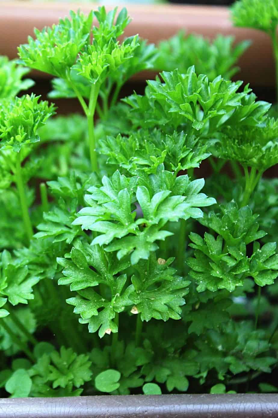 Parsley is another popular herb that you can grow on your south-facing balcony