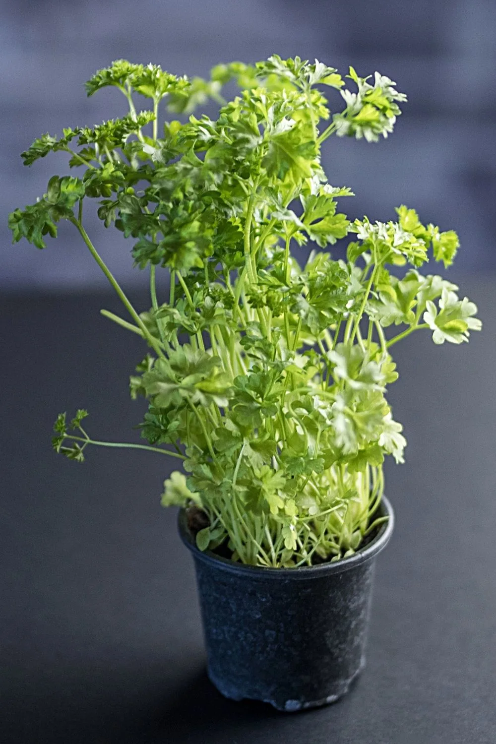 Parsley, another common herb added to food, can be grown in pots on an east-facing balcony