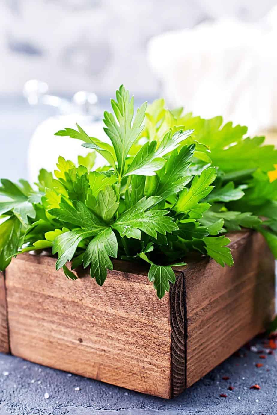 Parsley is known for its curly, triangular leaves and can grow on a north-facing balcony