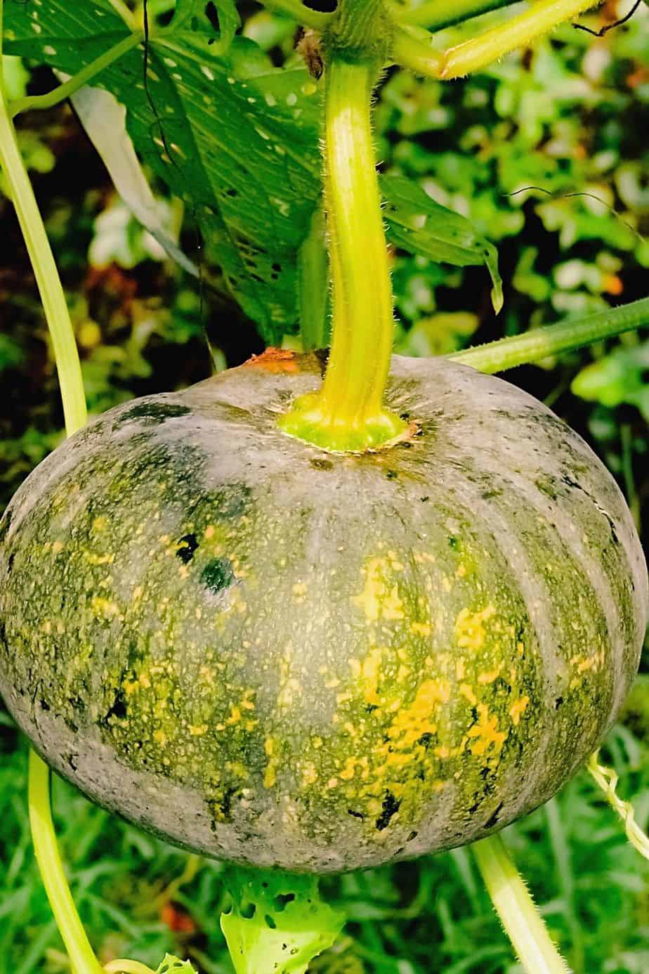Though Patty Pans are part of the squash family, they don't require peeling — and grows well in raised beds