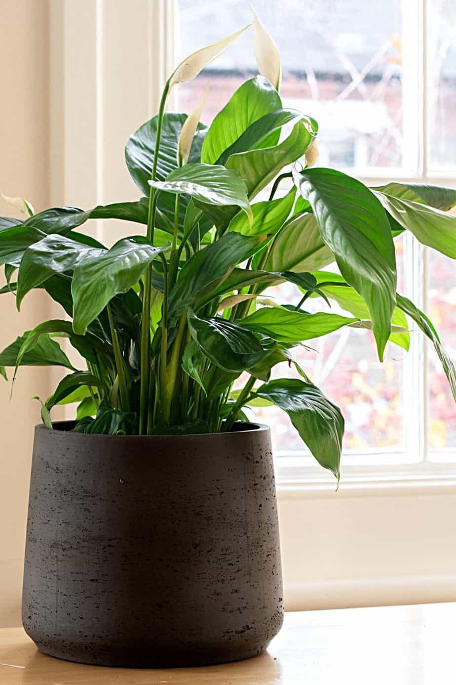 和平百合是另一种漂亮的植物，可以放在朝东北的窗户边