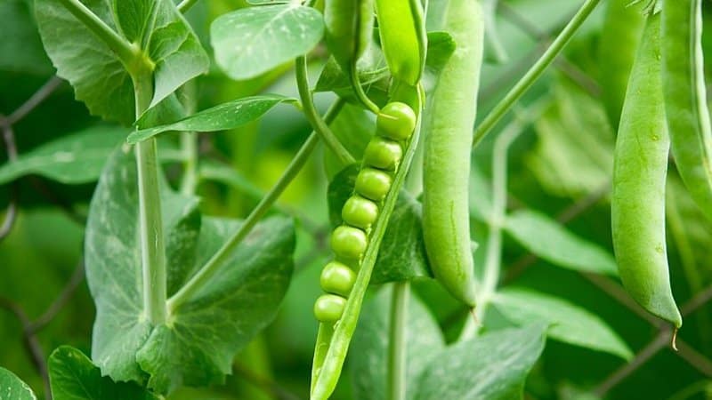 豌豆是生长在豆荚里的球形蔬菜，在春天种植时，它们会茁壮成长