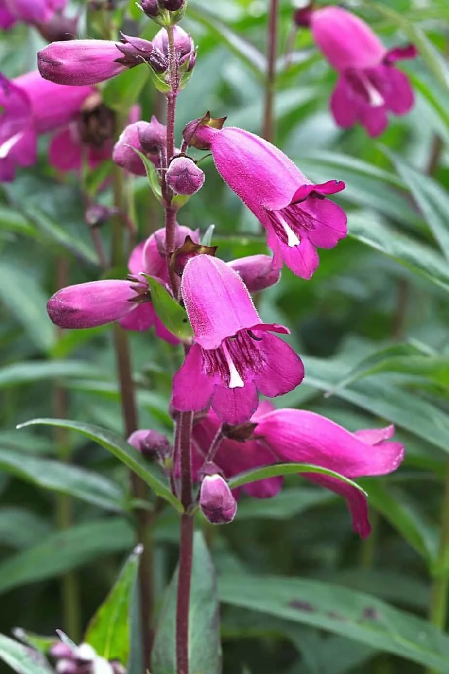 Penstemon (Beardtongue) thrives in 4 hours of sunlight and 4 hours of shade, which you can only find in northwest facing gardens