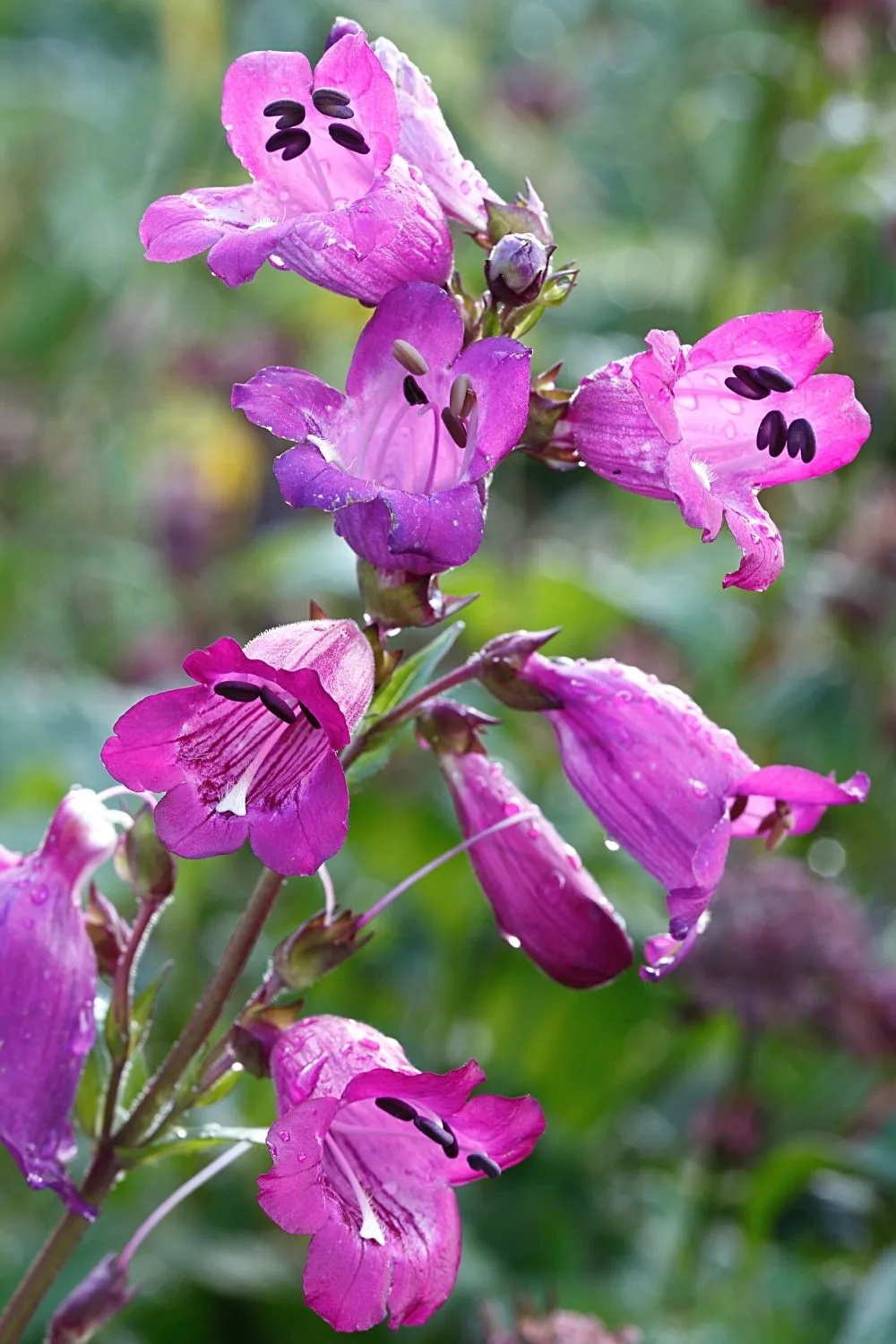 Penstemon is another great plant choice to grow in the west-facing side of the house