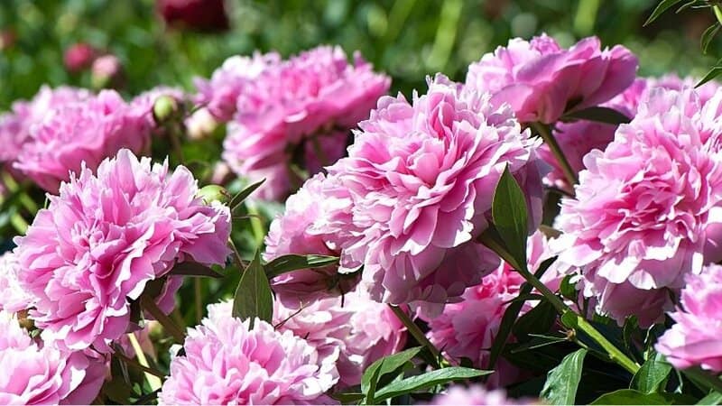 Bees love drinking the sweet and juicy nectar that the Peony produces