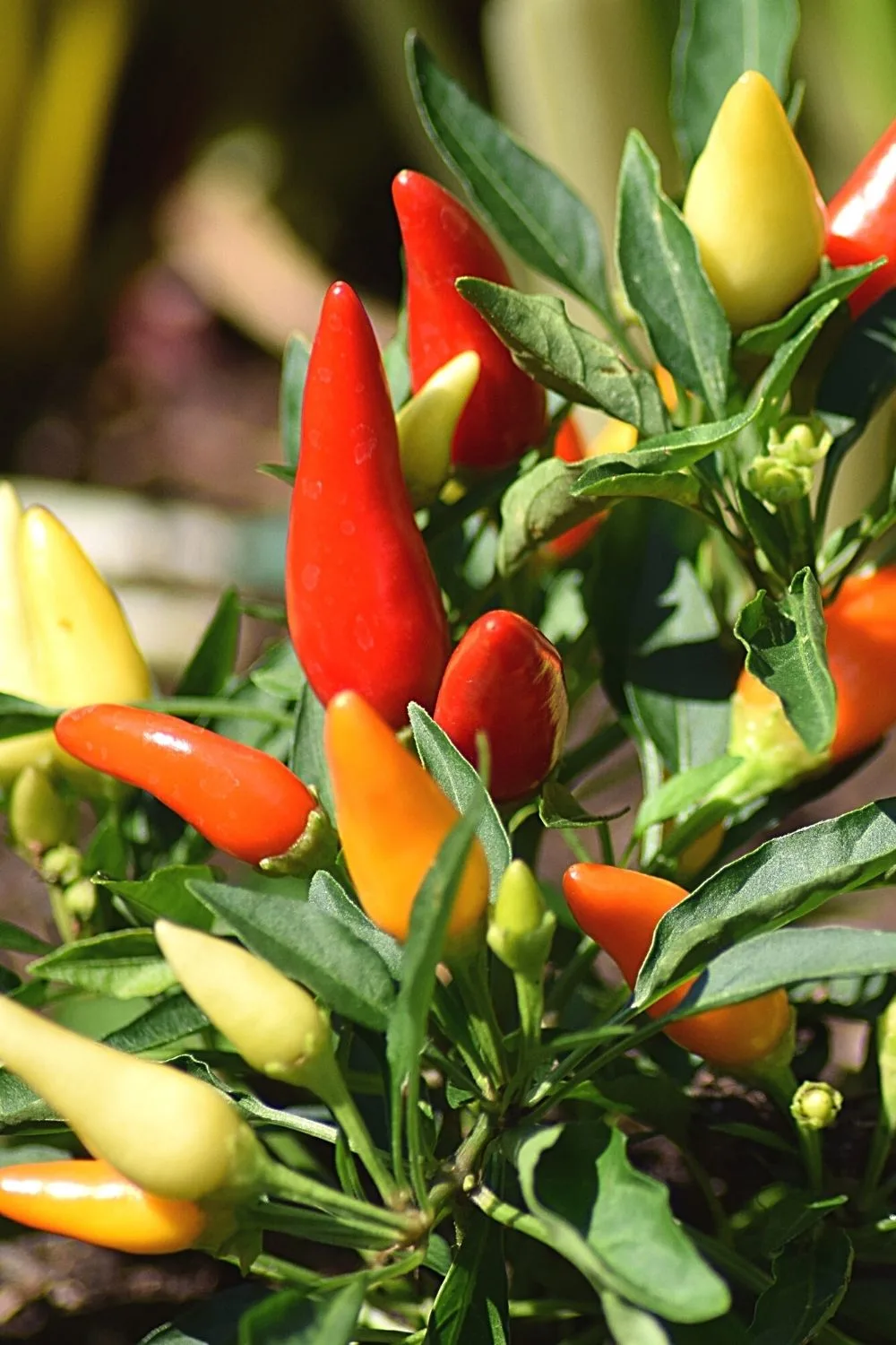 If you want to grow spices on your south-facing balcony, start with Pepper