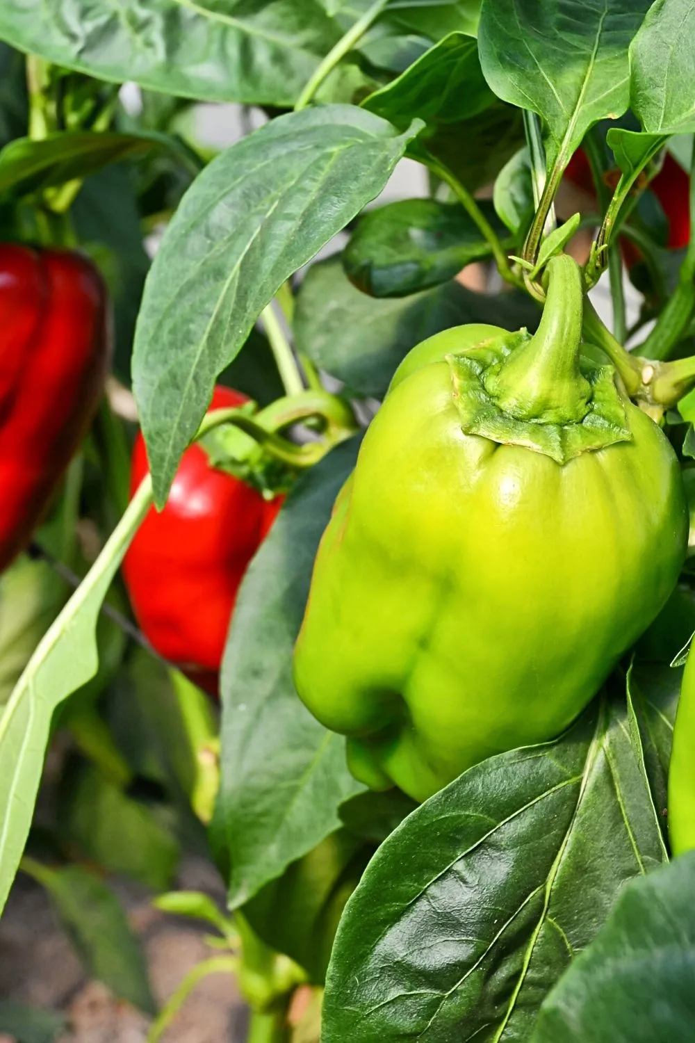 Pepper is another great addition to your raised bed vegetable garden