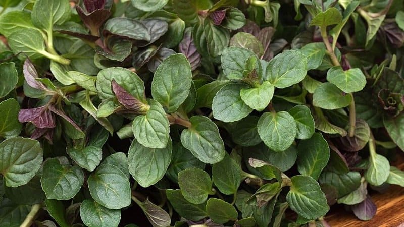Peppermint, a hybrid of the watermint and spearmint, is another great option to grow in a hydroponics system