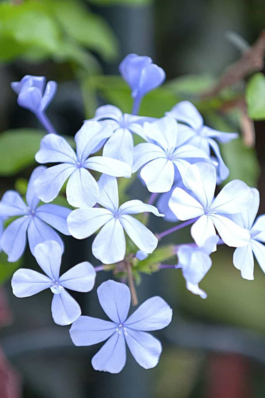 Periwinkle is a great plant to put in your north-facing balcony as it thrives even in the absence of light