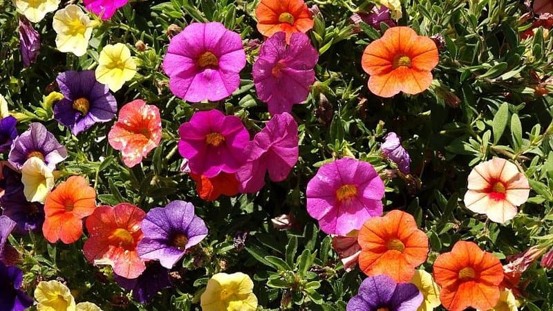 For Petunias to thrive in a hydroponics environment, it needs to receive 5-6 hours of sunlight