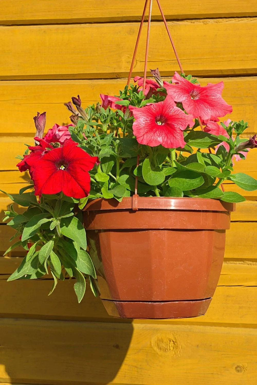 The trumpet-shaped blooms of the Petunias livens any west-facing balcony