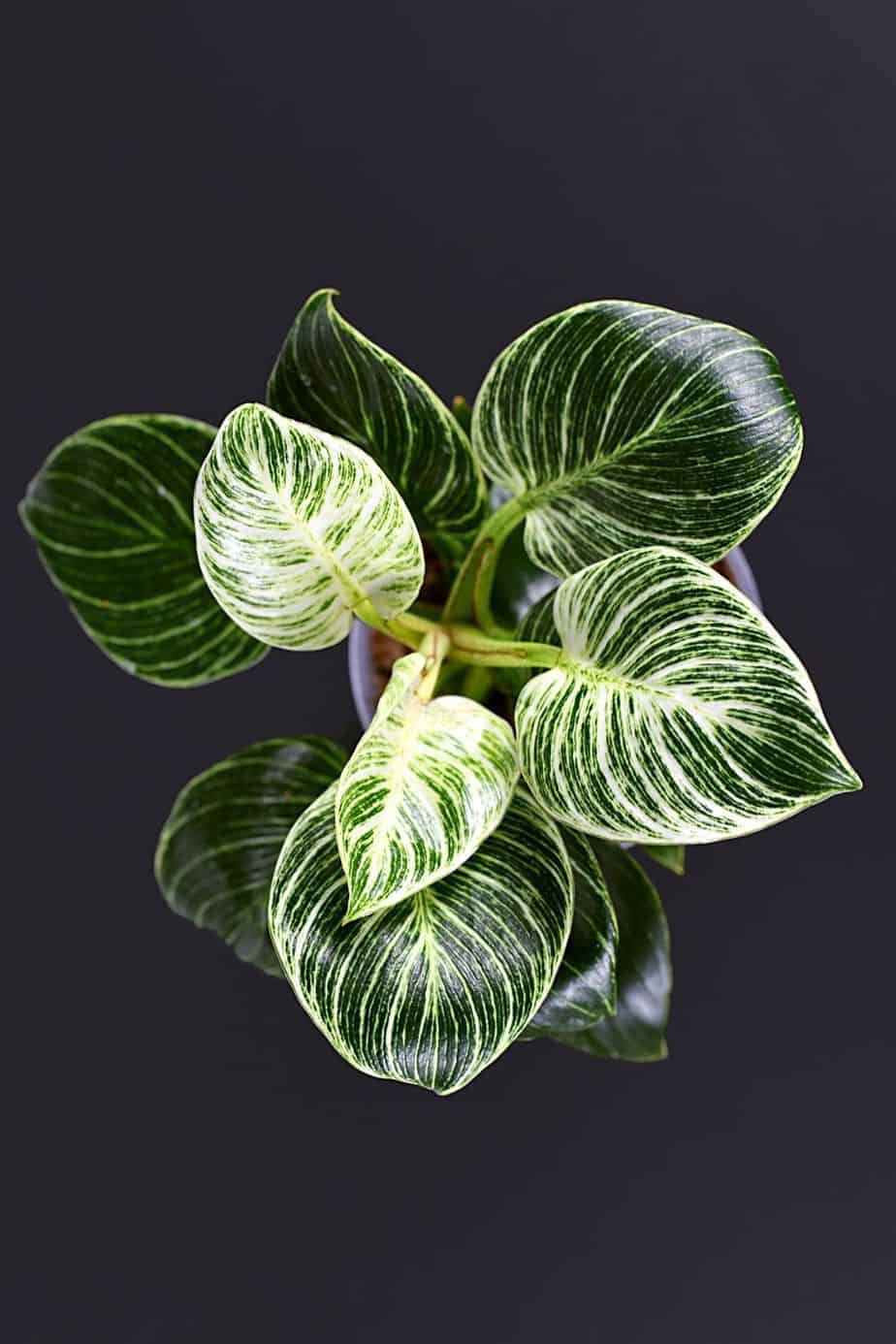 Philodendron Birkins are known for their pale cream, white, or light green striations
