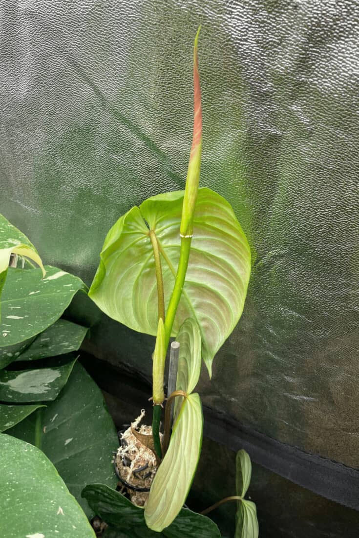 Results: Philodendron Splendid has surpassed the moss pole and is reaching for the stars (grow light)