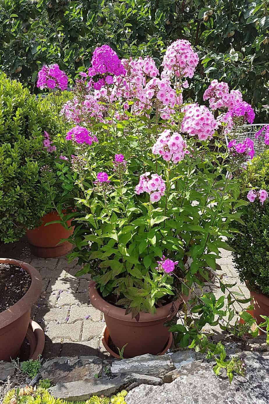 Phlox Paniculata requires moderate to full sun coverage, which a plant can get when you grow it in the west-facing side of the house