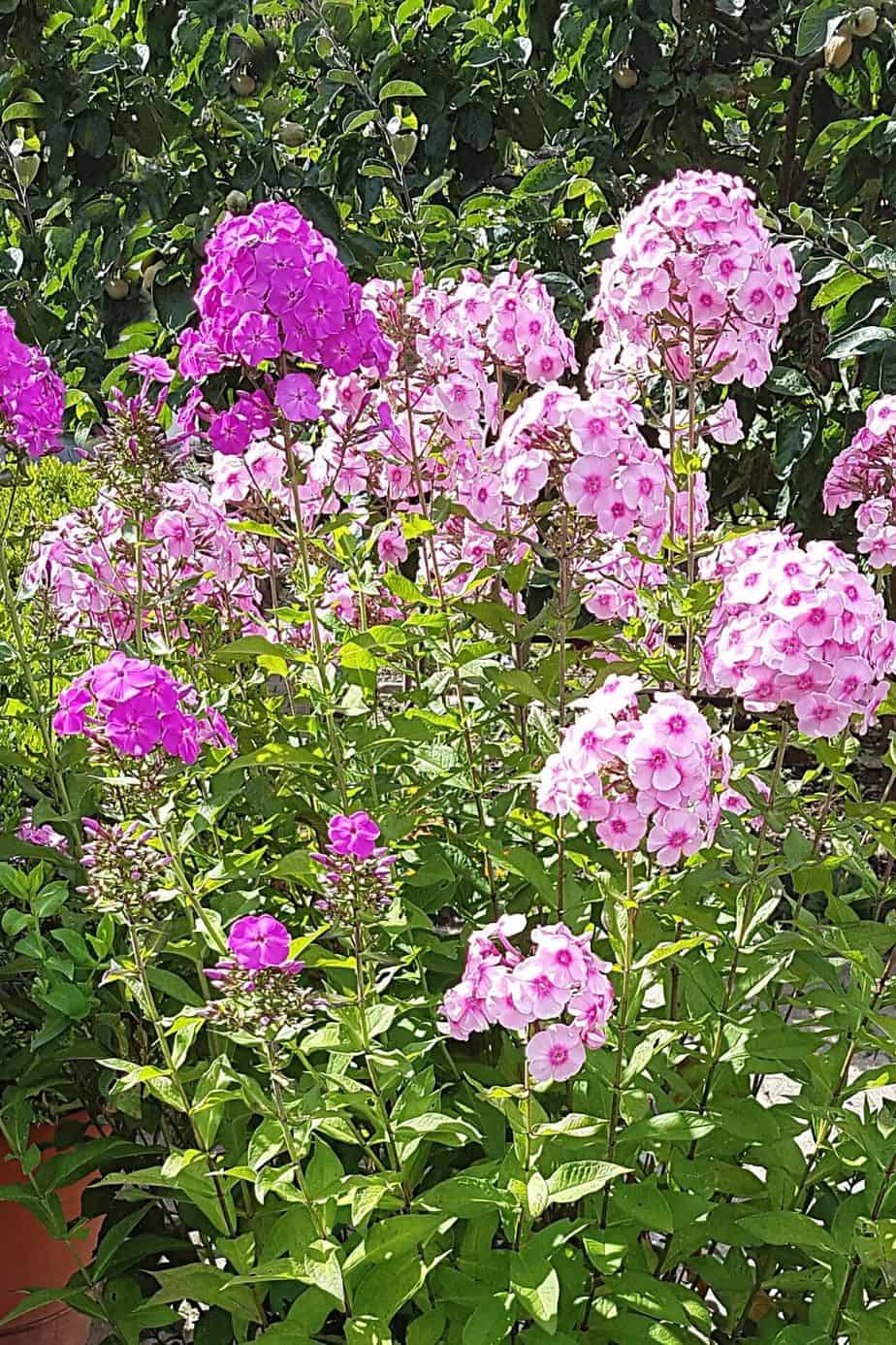 Known for its dark and fragrant aroma, the best place for Phlox paniculata to grow in is in northwest-facing gardens, particularly at the edge of the garden windows