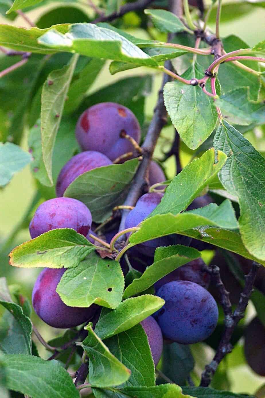 One fruit tree you can plant in your northeast-facing garden is the Plum Tree.
