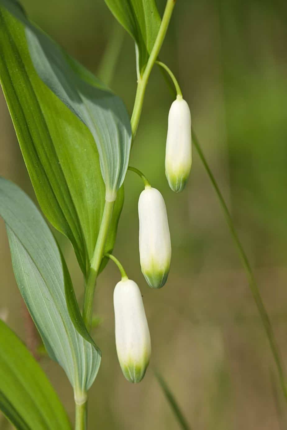 Polygonatum × hybridum (Solomon's seal) is a plant that grows like a shrub that you can place in your northwest facing garden