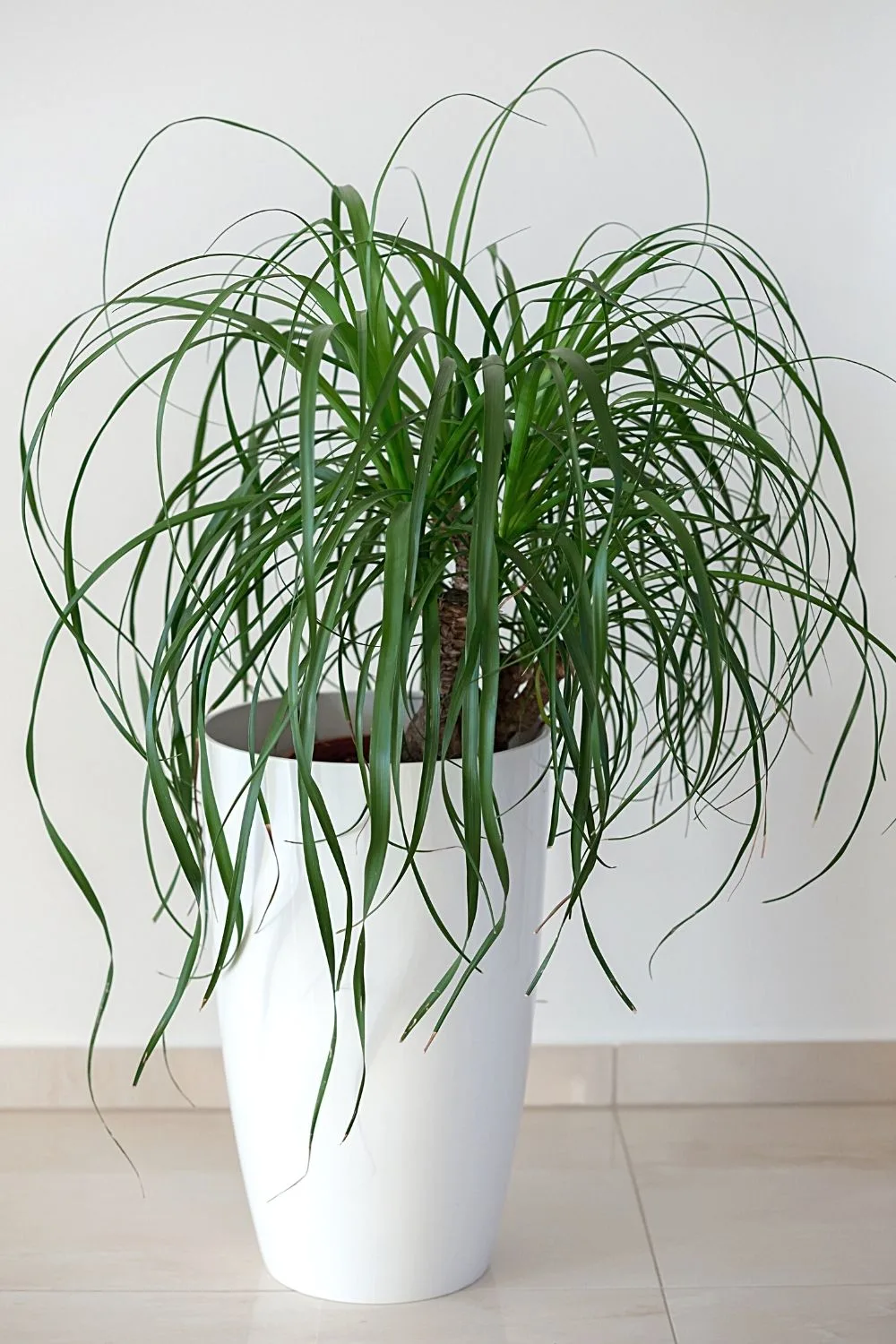 Since it's easy to grow due to its low-maintenance requirements, you can easily make your Ponytail Palm thrive near a southwest-facing window