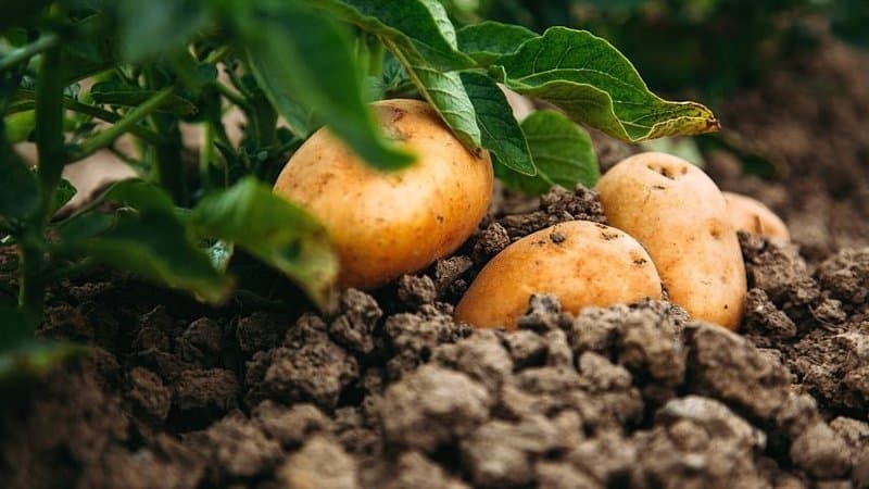 土豆在立春时生长得最好