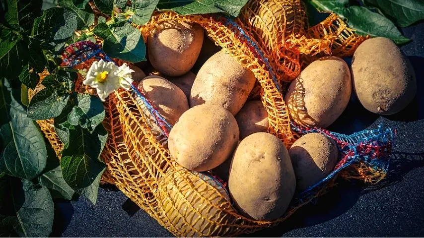 Potatoes (Solanum tuberosum), though a stem tuber, is a plant that's grown in a vegetable garden as a root crop