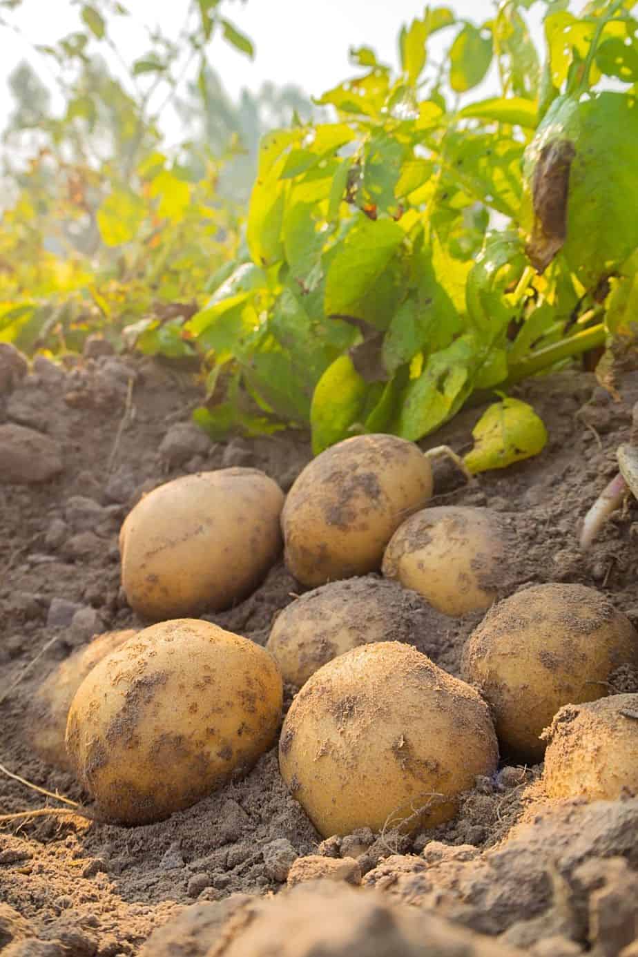 土豆在酸性土壤的隆起的土壤里长得很好