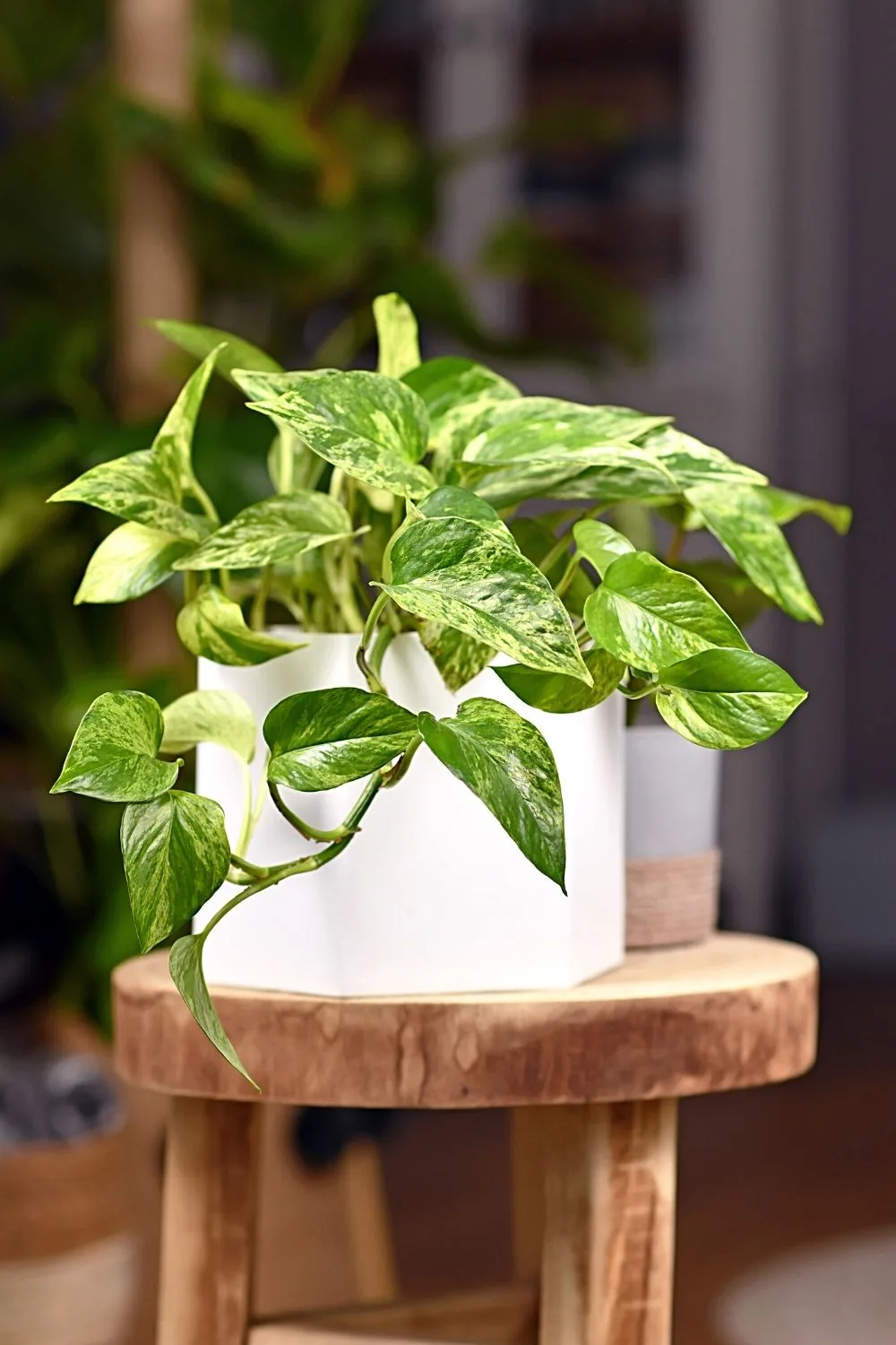 Pothos jade is a trailing plant that can beautify northeast-facing windows