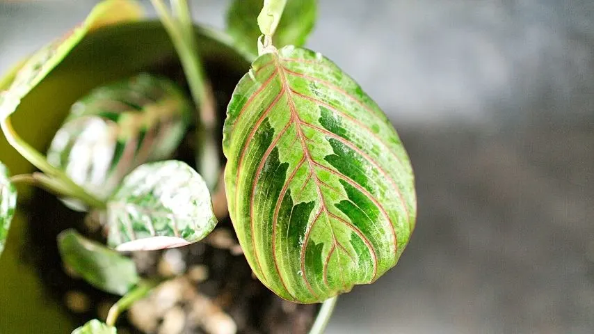 The Prayer Plant can be grown in a terrarium, allowing you to better view its leaves folding at dusk 