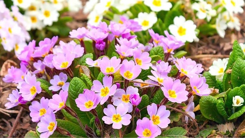 樱草花可以种植在花盆或容器中，放在你阴凉的门廊上