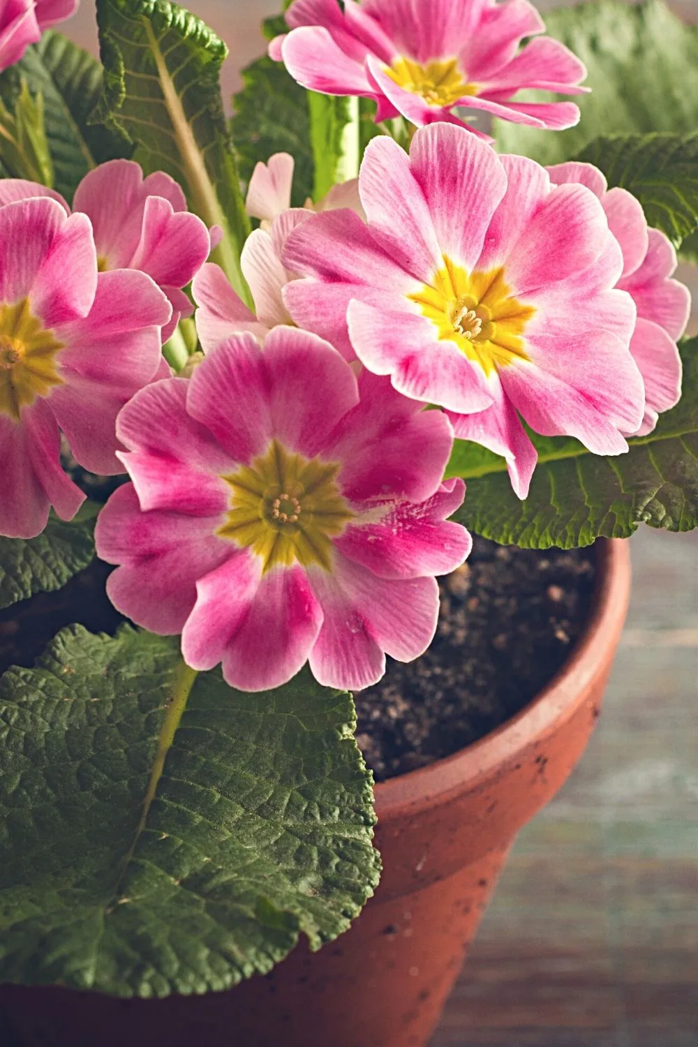 Primroses are known for its small colorful flowers that you can grow on your north-facing balcony